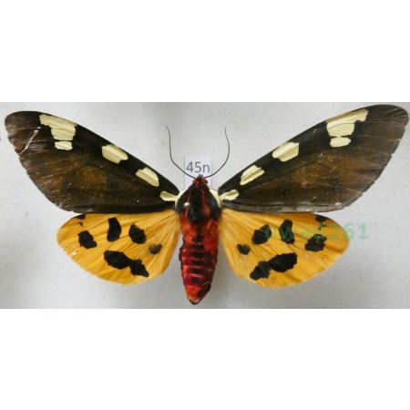 Arctia matronula (Linnaeus, 1758) male Niedźwiedziówka krasa Poland 82mm45n